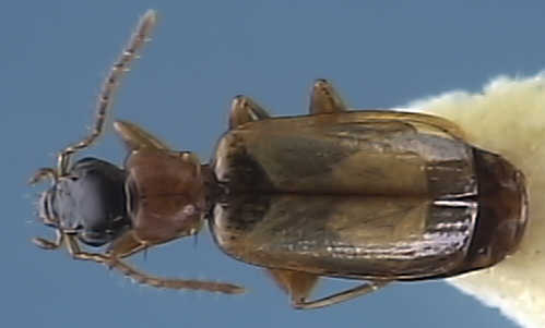 Dromius melanocephalus